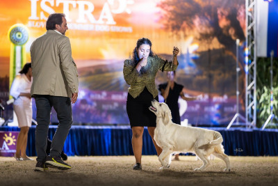 Étalon Golden Retriever - CH. A Love Is Strange Music Angels of Tara