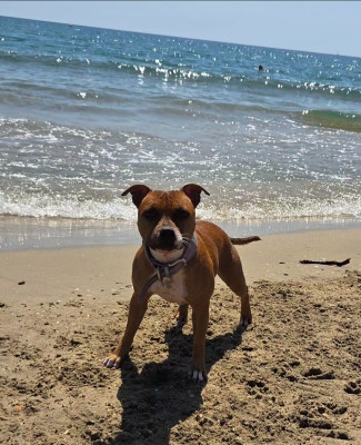 Étalon Staffordshire Bull Terrier - Diamond Stafford A Little Lion