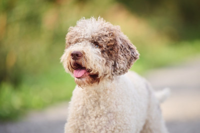 Étalon Lagotto Romagnolo - (Sans Affixe) Gea