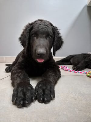 Étalon Curly Coated Retriever - BRUNNEIS PAPILIO VIOLETTE 