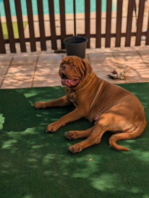Étalon Dogue de Bordeaux - Tiya Domaine des Jolis Coeurs