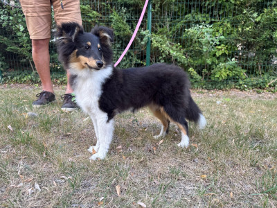 Étalon Shetland Sheepdog - Bloom a beautiful story Du Rivage D'Opaline