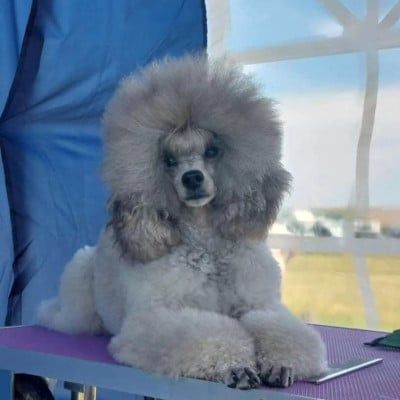 Étalon Caniche - CH. Dolce Vaquero Silver sweet shades