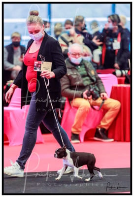 Étalon Boston Terrier - crazy crys Sharon Stone