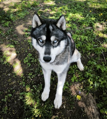 Étalon Siberian Husky - Acid  Blue Escape