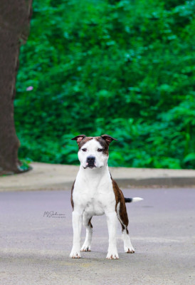 Étalon American Staffordshire Terrier - CH. Thoresteel  Use Storm Flying Flame