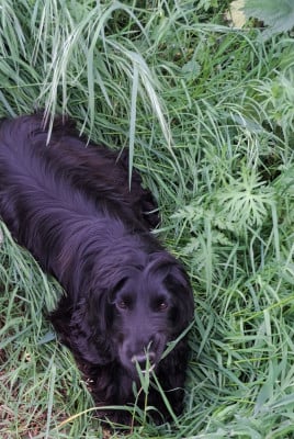 Étalon Cocker Spaniel Anglais - After Black (Sans Affixe)