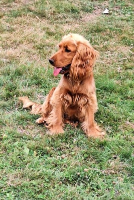 Étalon Cocker Spaniel Anglais - Vixie de la vallée de l’empereur