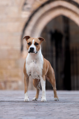 Étalon American Staffordshire Terrier - Victory The Only King Of Ring