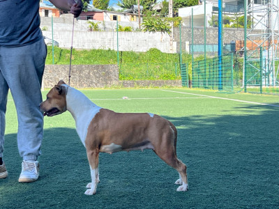 Étalon American Staffordshire Terrier - Vonka The Only King Of Ring