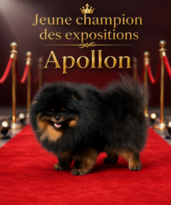 Étalon Spitz allemand - CH. APOLLON De sand-pam