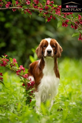 Étalon Welsh Springer Spaniel - glenbrows ALANA