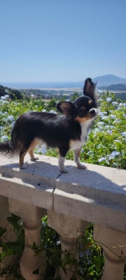 Étalon Chihuahua - Arielka Des Petits Amours D'Arcadie