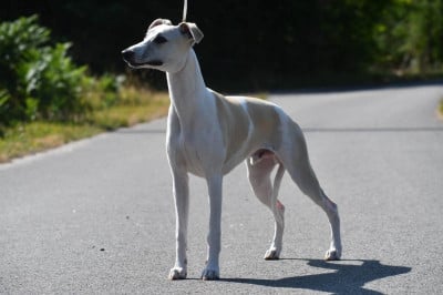 Étalon Whippet - Adriel d'Ochretolievaltt