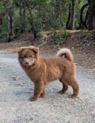 Étalon Chien finnois de Laponie - Beyond Nalle vulcain Du Temple Namasté De Benthéa