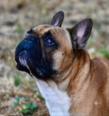 Étalon Bouledogue français - U'ZZI BOULD'ÉROS D'OLYMPE Bould'eros D'Olympe