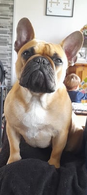 Étalon Bouledogue français - Foreverose Of Narco U'Pasha Mama