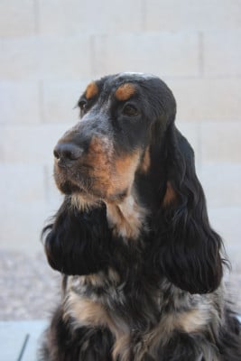 Étalon Cocker Spaniel Anglais - Bohemian Rhapsody Des P'tits Mahons