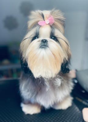 Étalon Shih Tzu - Vanda  de la magie de lys