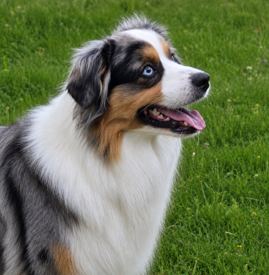 voltt  by activ dog normandy