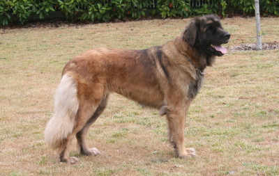 Étalon Leonberger - VILMA De La Ferme De La Couronne
