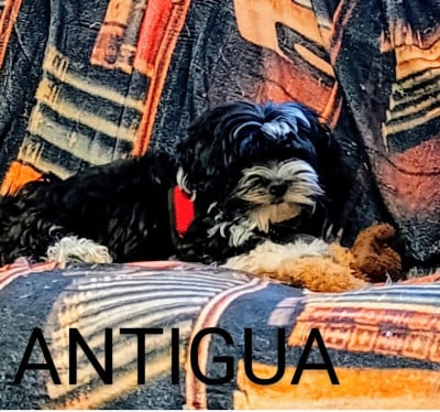 ANTIGUA FRENCH POLKA Coeur De Masai