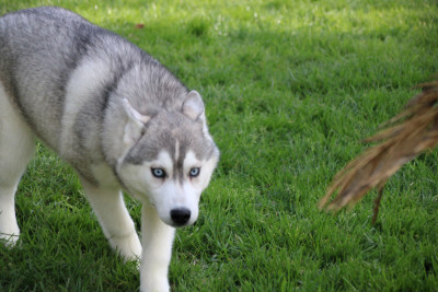Étalon Siberian Husky - Apple 