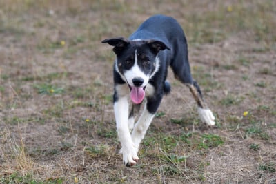 Étalon Border Collie - Dorka's Spirit Buzzer