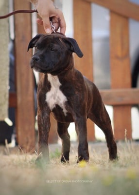 Étalon Staffordshire Bull Terrier - Bianchi Fuji Select Of Dream
