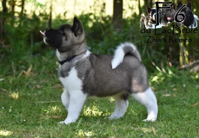 Étalon Akita americain - Bim Bam Boum du Lac Brûlé dite Kwak du Lac Brûlé
