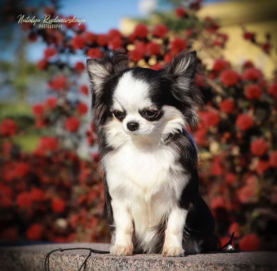 Étalon Chihuahua - CH. Bozhanna  Ljustaluer's