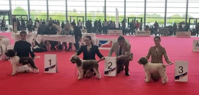 Étalon Lagotto Romagnolo - Rhapsody Des Elfes De La Chenaie