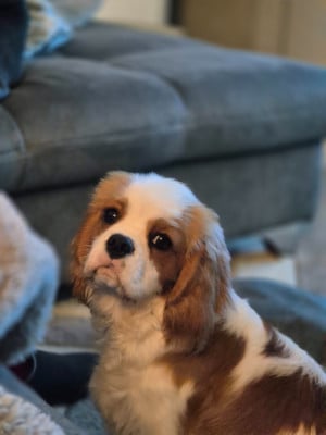 Étalon Cavalier King Charles Spaniel - Volt  du Royaume des Astres