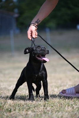 Étalon Staffordshire Bull Terrier - Buglem Du Saut Du Roi