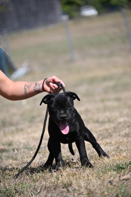 Étalon Staffordshire Bull Terrier - Buddy Du Saut Du Roi