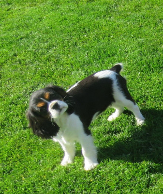 Étalon Cavalier King Charles Spaniel - Velvet de la maison du ryez