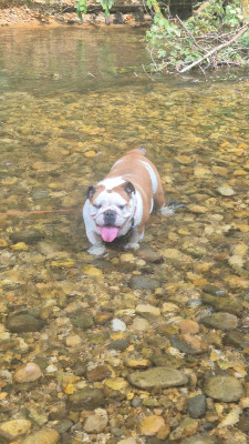 Étalon Bulldog Anglais - Umit Du Royaume Des Sept Couronnes