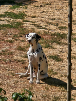 Étalon Dalmatien - shiva des Passiflores de Vénus