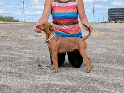 Étalon Pinscher Allemand - Amelya, la virgule des fringants complices