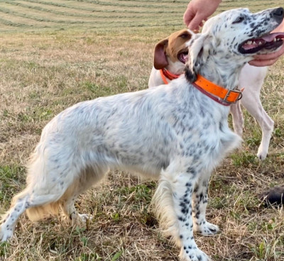 Étalon Setter Anglais - RIZZIE Des Côteaux De Moissac