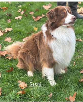 sethi des loups de l'isengard