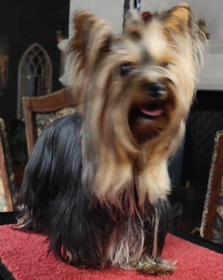 Angie  du domaine Alberry