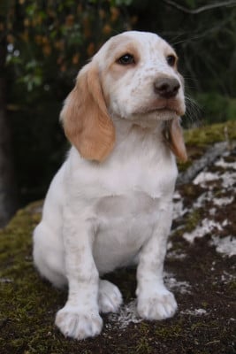 Étalon Chien d'Oysel allemand - Babylone Des Marais De L'Essonne