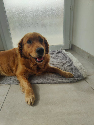 Étalon Golden Retriever - Ulka du jardin de boheme