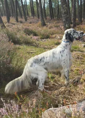 Étalon Setter Anglais - dendaberri Bitter