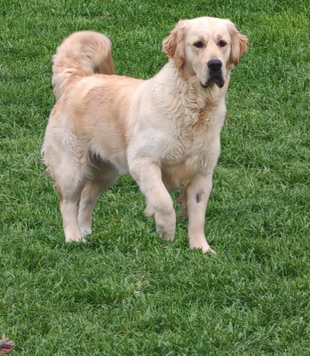 Étalon Golden Retriever - Vesta De La Terre D'Hestia