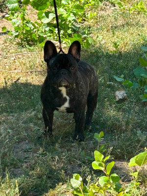 Étalon Bouledogue français - BABYLONE Du Manoir Mondain