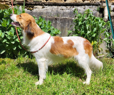 Étalon Golden Retriever - Déclic U'Puzzle