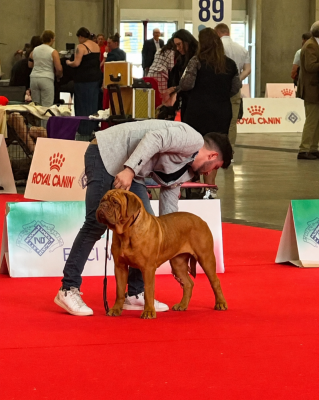 Étalon Dogue de Bordeaux - (Sans Affixe) Bordeaux Miracle World Namy