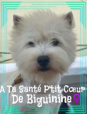 Étalon West Highland White Terrier - A ta Santé P'tit Coeur 